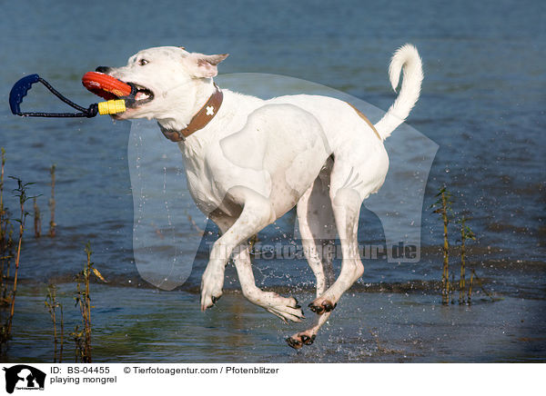 spielender Dogo-Argentino-Mix / playing mongrel / BS-04455