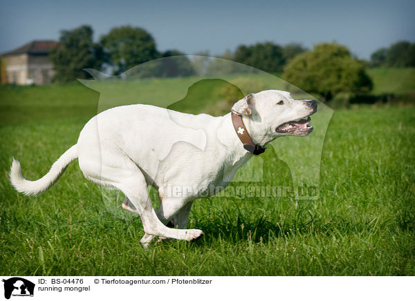 rennender Dogo-Argentino-Mix / running mongrel / BS-04476