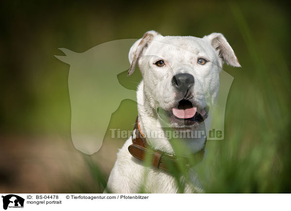 Dogo-Argentino-Mix Portrait / mongrel portrait / BS-04478