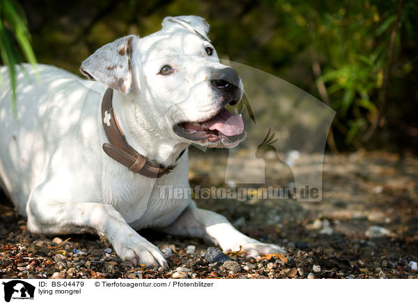 liegender Dogo-Argentino-Mix / lying mongrel / BS-04479