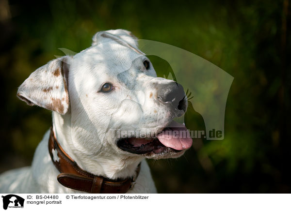 Dogo-Argentino-Mix Portrait / mongrel portrait / BS-04480