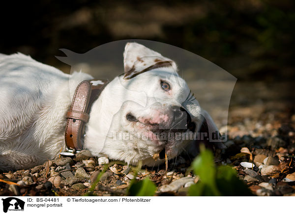 Dogo-Argentino-Mix Portrait / mongrel portrait / BS-04481