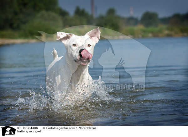 badender Dogo-Argentino-Mix / bathing mongrel / BS-04486