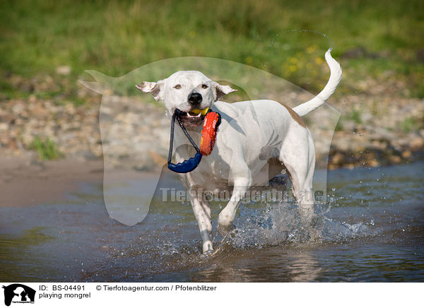 spielender Dogo-Argentino-Mix / playing mongrel / BS-04491