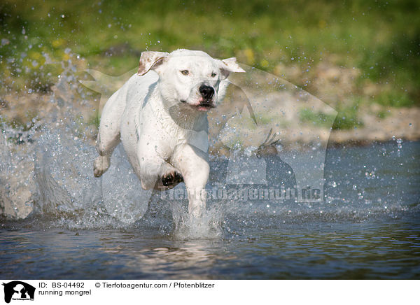 rennender Dogo-Argentino-Mix / running mongrel / BS-04492