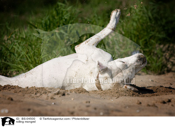 Dogo-Argentino-Mix wlzt sich / rolling mongrel / BS-04500