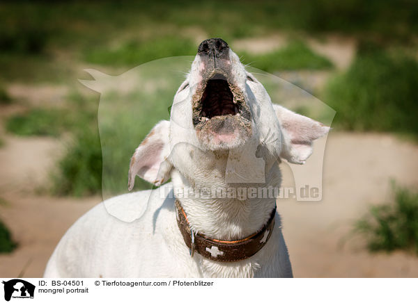 Dogo-Argentino-Mix Portrait / mongrel portrait / BS-04501