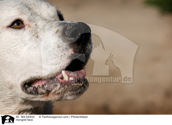 Dogo-Argentino-Mix Gesicht / mongrel face / BS-04502