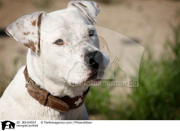 Dogo-Argentino-Mix Portrait / mongrel portrait / BS-04507