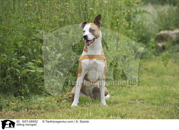 sitzender Australian-Shepherd-Dogo-Argentino-Mix / sitting mongrel / SST-08952