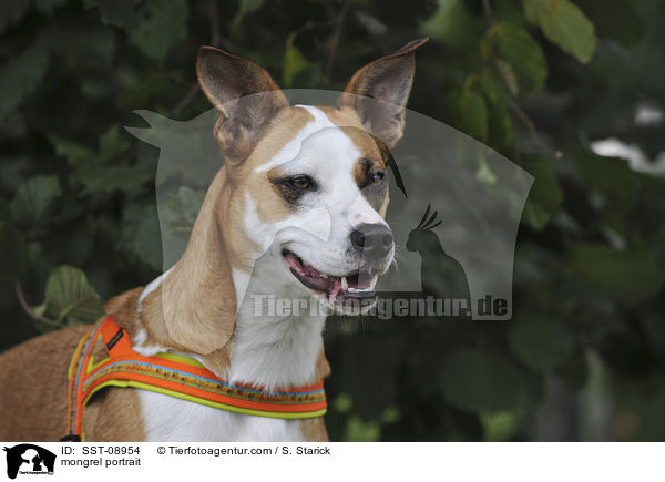 Australian-Shepherd-Dogo-Argentino-Mix Portrait / mongrel portrait / SST-08954