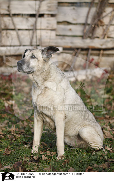 sitzender Mischling / sitting mongrel / RR-40622