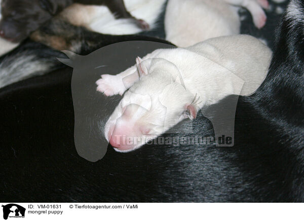 Mischling Welpe / mongrel puppy / VM-01631