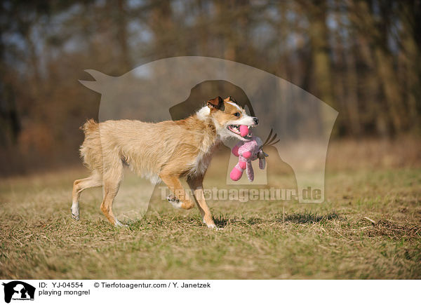 spielender Jack-Russel-Mix / playing mongrel / YJ-04554