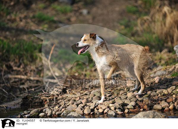 Jack-Russel-Mix / mongrel / YJ-04557