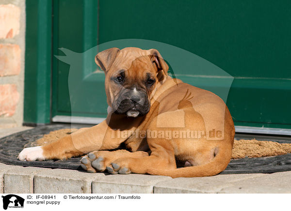 Boxer-Mix Welpe / mongrel puppy / IF-08941
