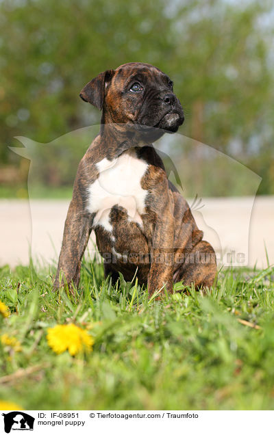 Boxer-Mix Welpe / mongrel puppy / IF-08951