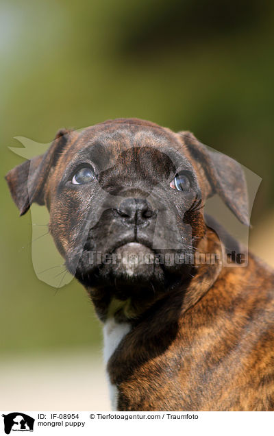 Boxer-Mix Welpe / mongrel puppy / IF-08954