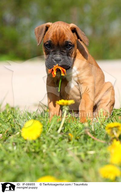 Boxer-Mix Welpe / mongrel puppy / IF-08955