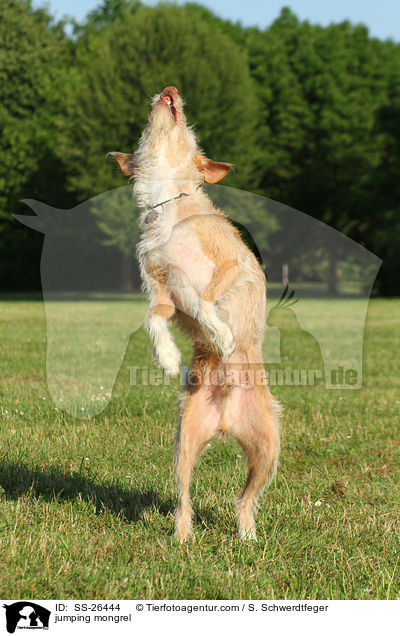 springender Podenco-Mix / jumping mongrel / SS-26444