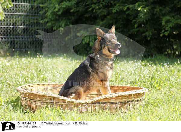 Mischling im Tierheim / mongrel at pound / RR-44127