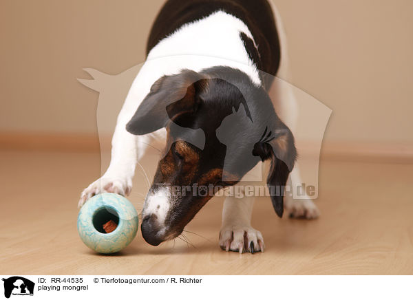 spielender Jack-Russell-Dackel-Mix / playing mongrel / RR-44535