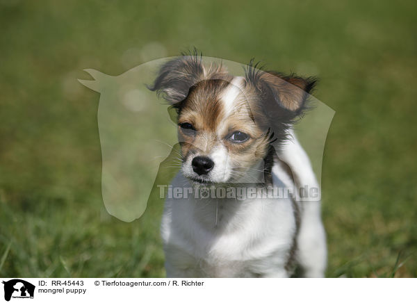 Chihuahua-Jack-Russell-Terrier-Mix Welpe / mongrel puppy / RR-45443