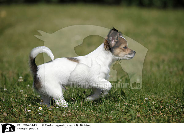 Chihuahua-Jack-Russell-Terrier-Mix Welpe / mongrel puppy / RR-45445