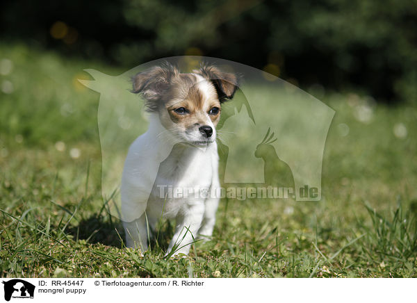 Chihuahua-Jack-Russell-Terrier-Mix Welpe / mongrel puppy / RR-45447