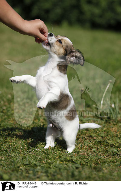 Chihuahua-Jack-Russell-Terrier-Mix Welpe / mongrel puppy / RR-45449