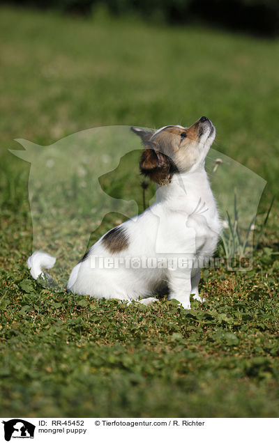 Chihuahua-Jack-Russell-Terrier-Mix Welpe / mongrel puppy / RR-45452