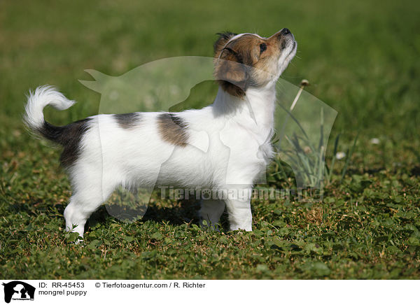 Chihuahua-Jack-Russell-Terrier-Mix Welpe / mongrel puppy / RR-45453