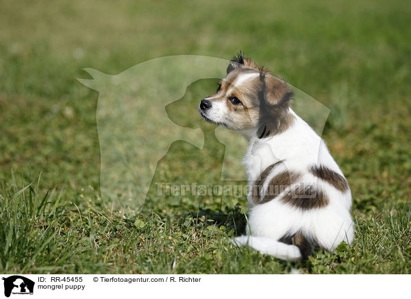 Chihuahua-Jack-Russell-Terrier-Mix Welpe / mongrel puppy / RR-45455