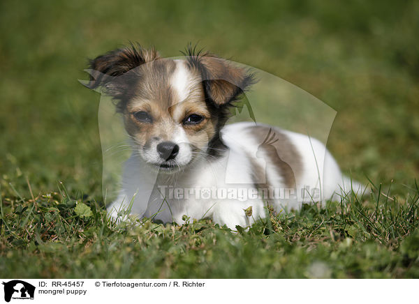 Chihuahua-Jack-Russell-Terrier-Mix Welpe / mongrel puppy / RR-45457