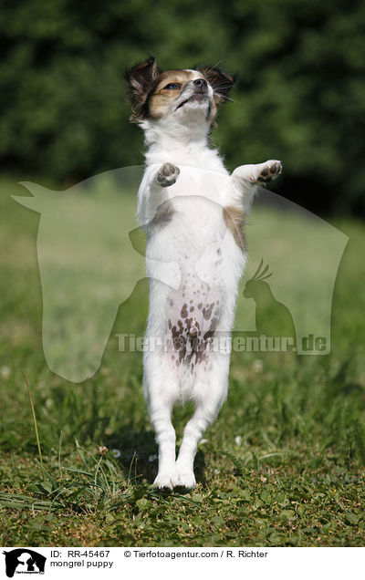 Chihuahua-Jack-Russell-Terrier-Mix Welpe / mongrel puppy / RR-45467