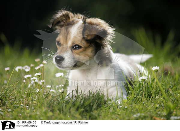 Chihuahua-Jack-Russell-Terrier-Mix Welpe / mongrel puppy / RR-45469