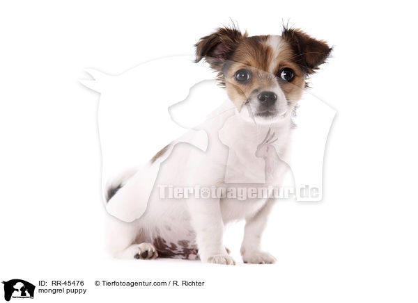 Chihuahua-Jack-Russell-Terrier-Mix Welpe / mongrel puppy / RR-45476