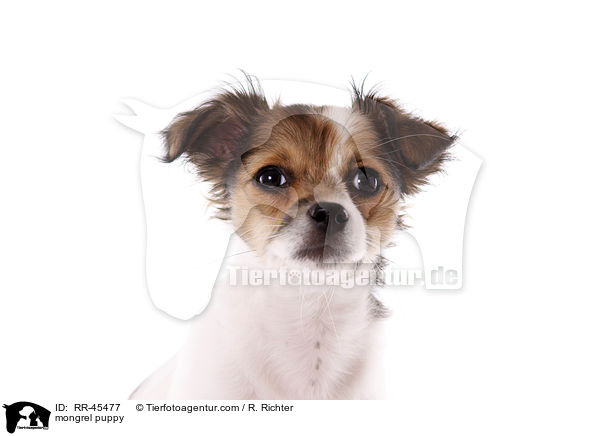 Chihuahua-Jack-Russell-Terrier-Mix Welpe / mongrel puppy / RR-45477