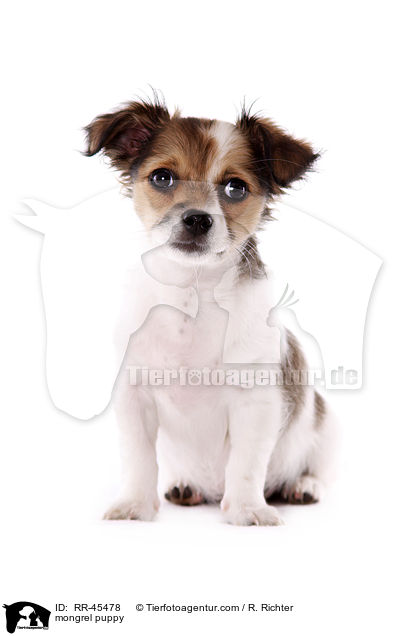 Chihuahua-Jack-Russell-Terrier-Mix Welpe / mongrel puppy / RR-45478