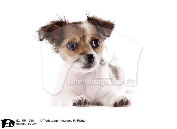 Chihuahua-Jack-Russell-Terrier-Mix Welpe / mongrel puppy / RR-45481