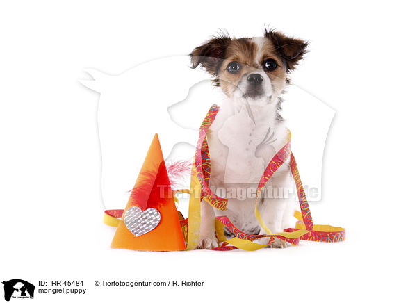 Chihuahua-Jack-Russell-Terrier-Mix Welpe / mongrel puppy / RR-45484