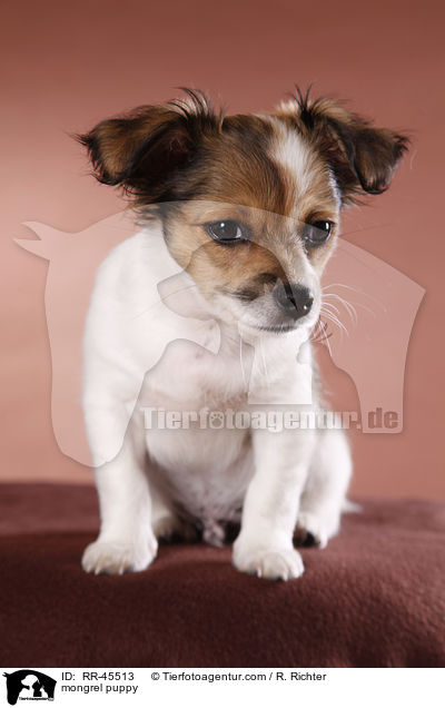 Chihuahua-Jack-Russell-Terrier-Mix Welpe / mongrel puppy / RR-45513