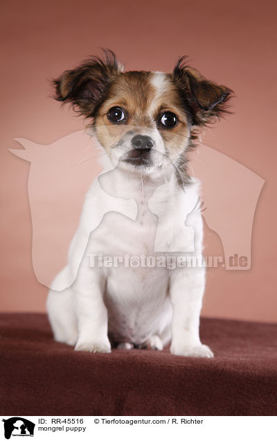 Chihuahua-Jack-Russell-Terrier-Mix Welpe / mongrel puppy / RR-45516