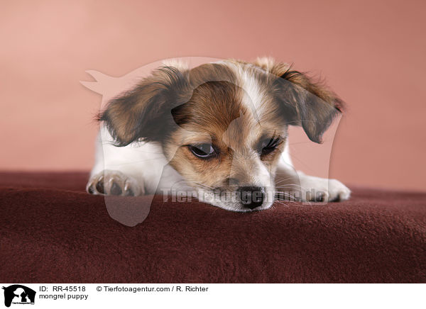 Chihuahua-Jack-Russell-Terrier-Mix Welpe / mongrel puppy / RR-45518