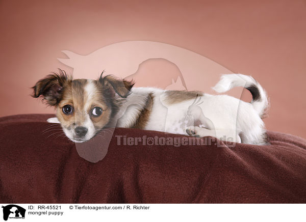 Chihuahua-Jack-Russell-Terrier-Mix Welpe / mongrel puppy / RR-45521