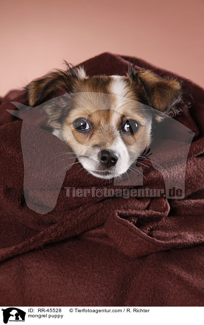 Chihuahua-Jack-Russell-Terrier-Mix Welpe / mongrel puppy / RR-45528