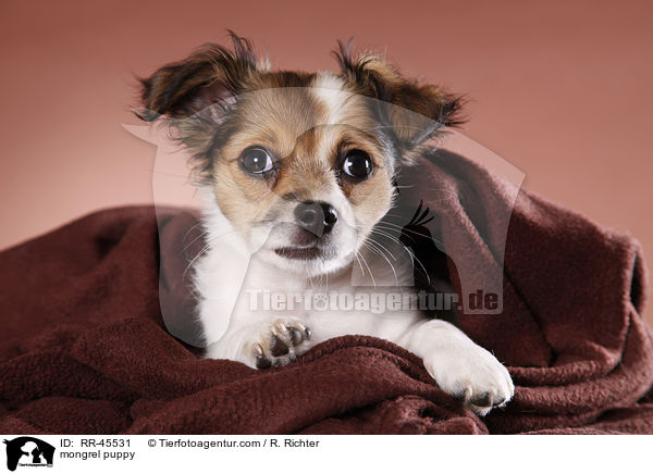 Chihuahua-Jack-Russell-Terrier-Mix Welpe / mongrel puppy / RR-45531