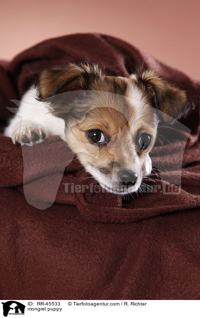 Chihuahua-Jack-Russell-Terrier-Mix Welpe / mongrel puppy / RR-45533