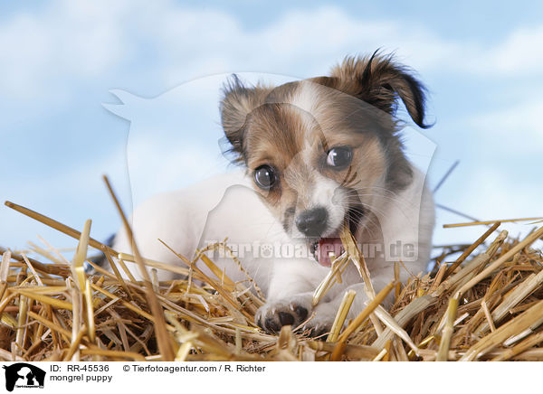 Chihuahua-Jack-Russell-Terrier-Mix Welpe / mongrel puppy / RR-45536