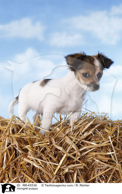 Chihuahua-Jack-Russell-Terrier-Mix Welpe / mongrel puppy / RR-45538